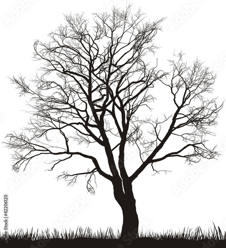 Walnut tree in winter