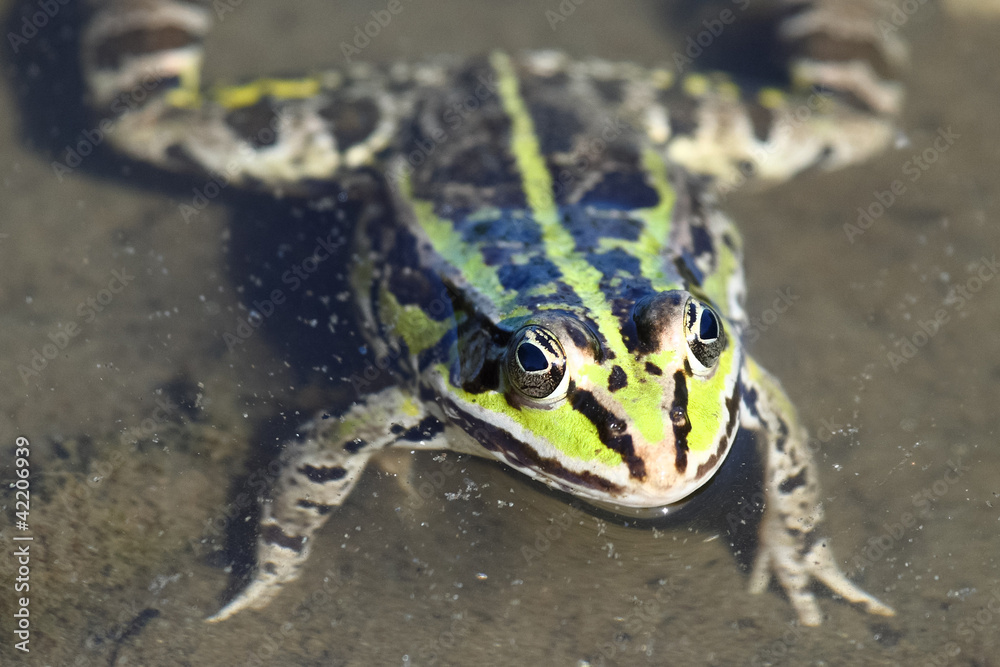 Fototapeta premium A Green frog head