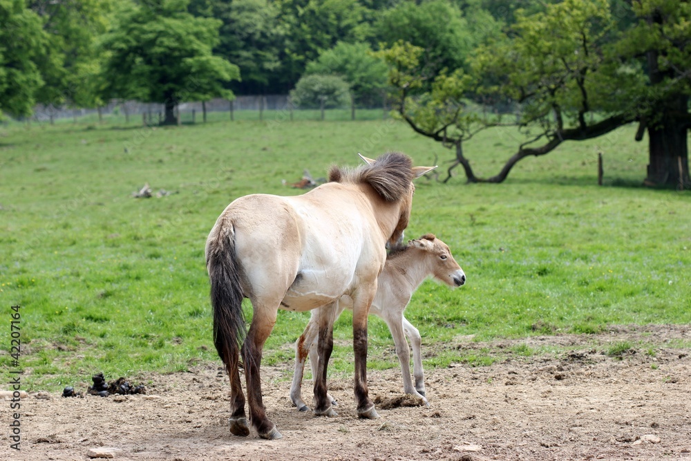 Przewalskistute mit neugeborenem Fohlen Przewalskistute mit neugeborenem Fohlen