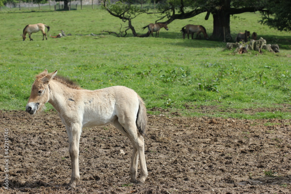 Neugeborenes Przewalskifohlen 