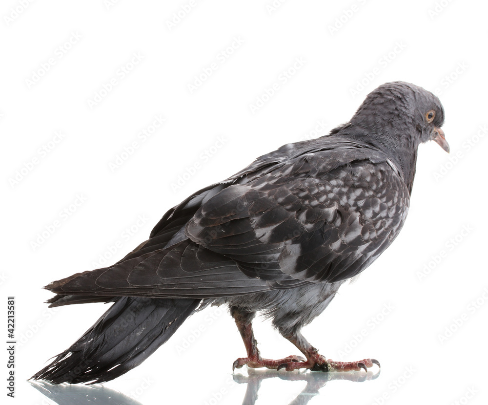 Naklejka premium One grey pigeon isolated on white
