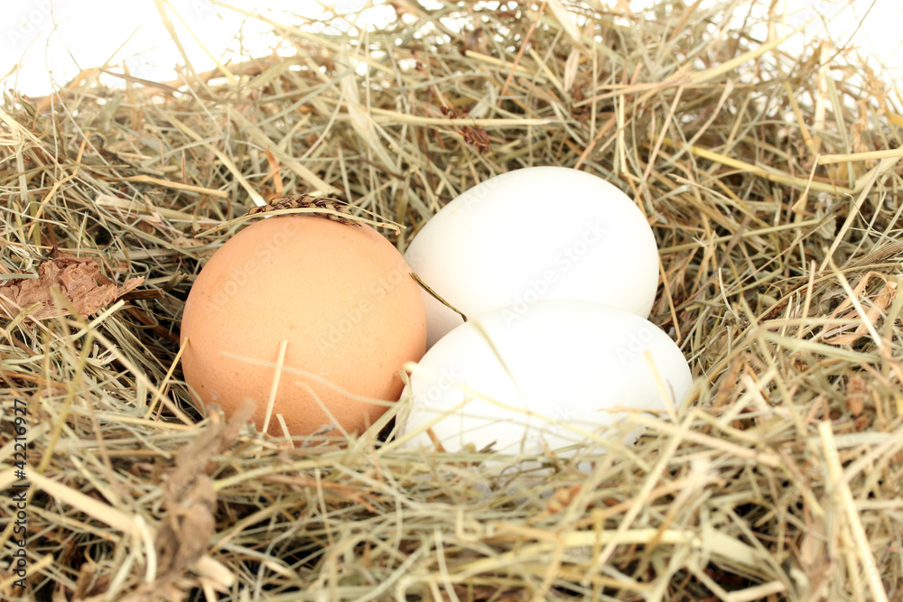 brown and white eggs in nest close-up brown and white eggs in nest close-up
