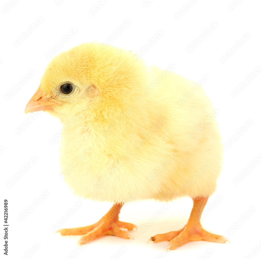 chicken isolated on the white chicken isolated on the white