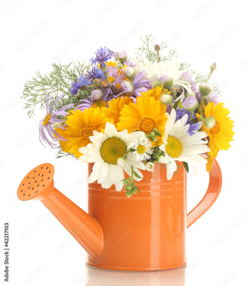 bouquet of wildflowers in watering can isolated on white bouquet of wildflowers in watering can isolated on white