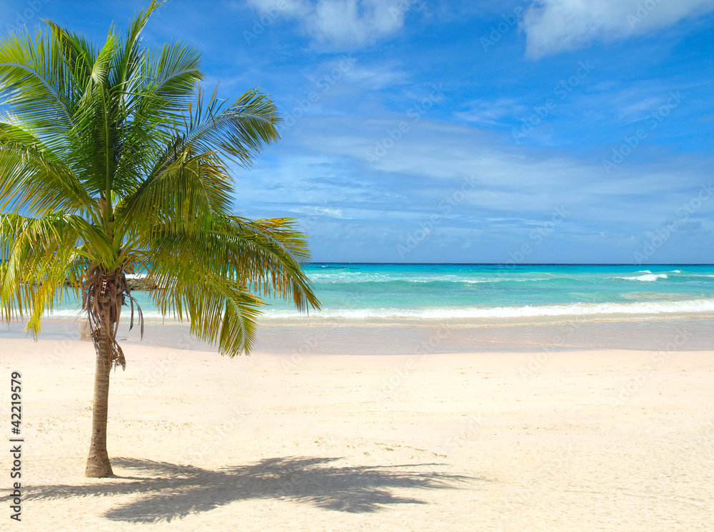 Tropical beach with palm tree on a sunny day