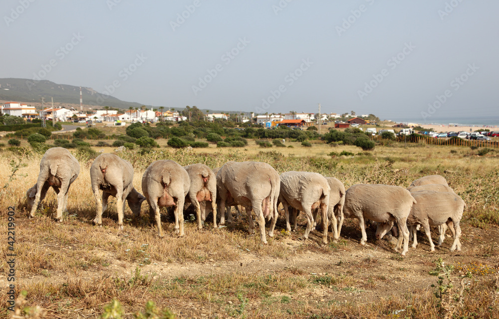 Flock of sheep in Andalusia, Spain
