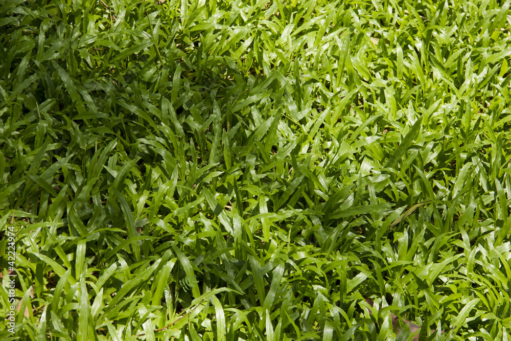 Fototapeta premium Tropical carpet grass background