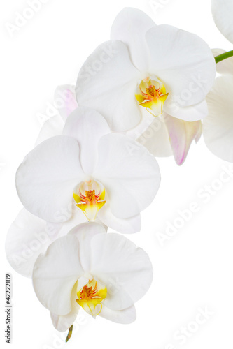 Close-up of white orchids flowers on white background