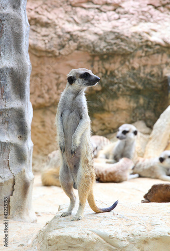 Meerkats guard are watching the enemies with family behind