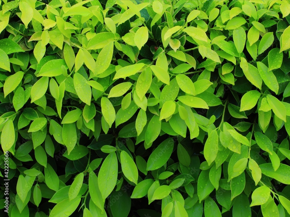green leaf green leaf