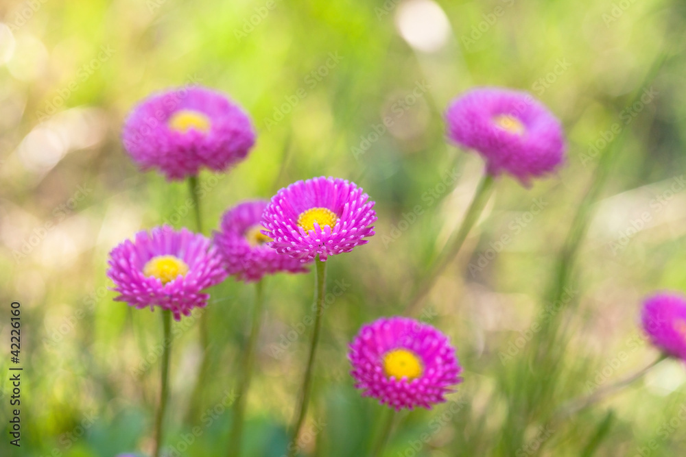 Obraz premium wild daisy