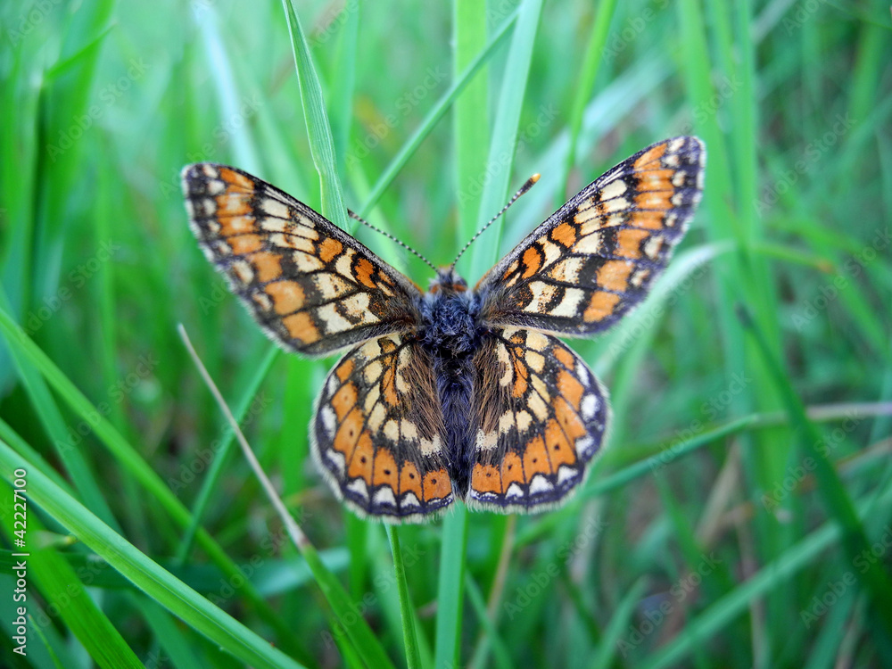 Naklejka premium Marsh fritillary