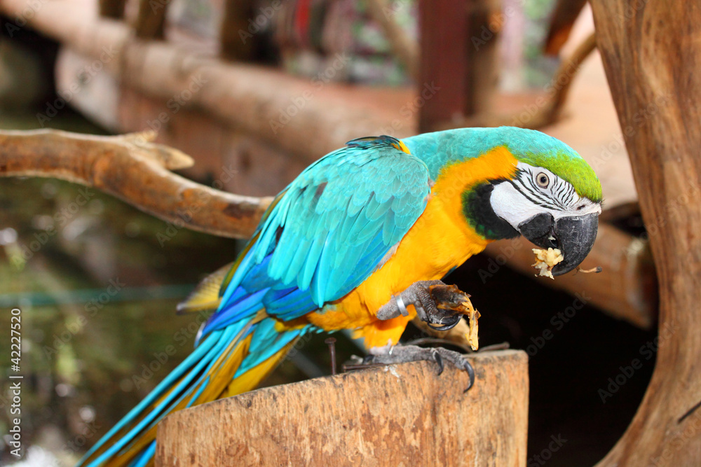 Blue & Gold Macaw is eating the banana