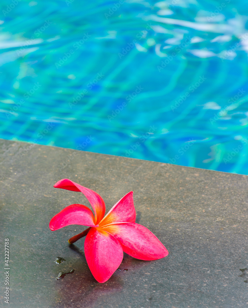 Pink Frangipani flower on pool edge