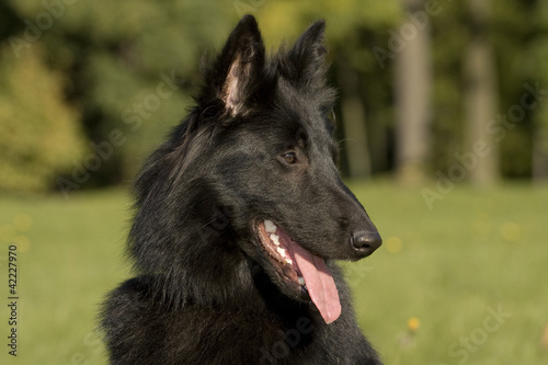 Bild auf Leinwand black dog