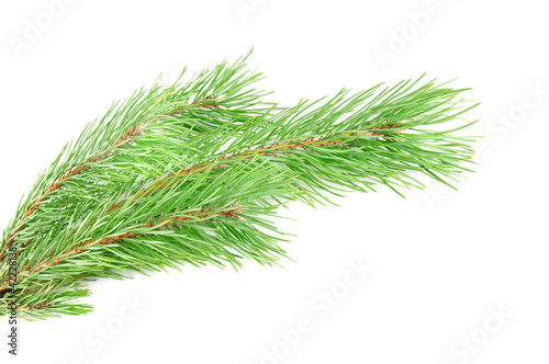 Pine branch