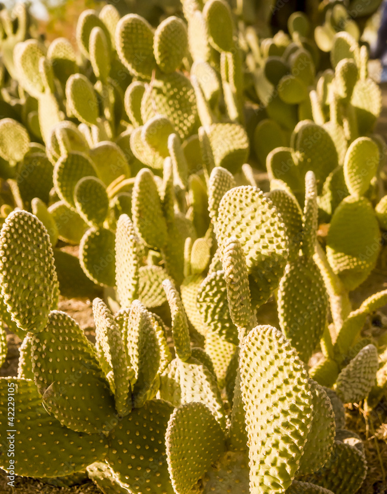 Cactus in Early Morning Light Cactus in Early Morning Light