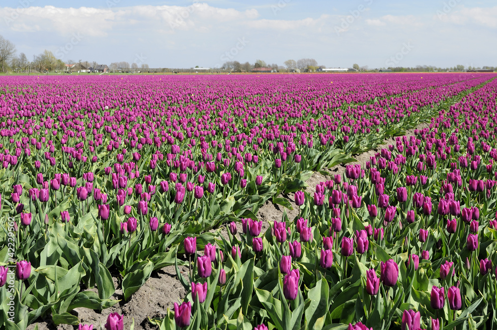 purple tuilp field #1, netherlands