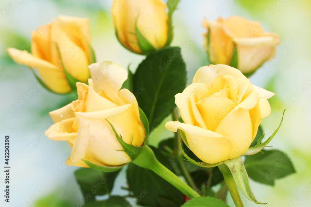 beautiful bouquet of roses on green background beautiful bouquet of roses on green background