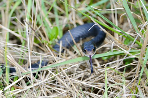 coluber constrictor priapus, southern black racer photo