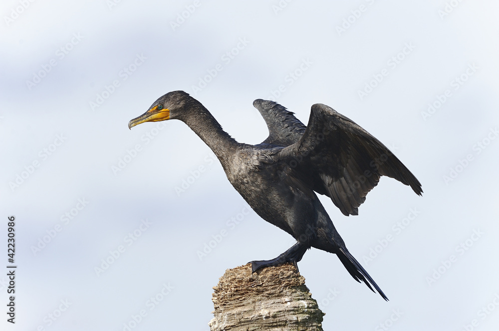 double-crested cormorant, phalacrocorax auritus double-crested cormorant, phalacrocorax auritus