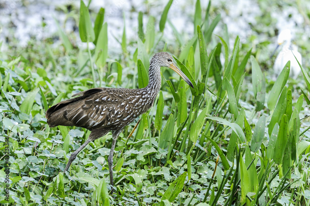 aramus guarauna, limpkin aramus guarauna, limpkin
