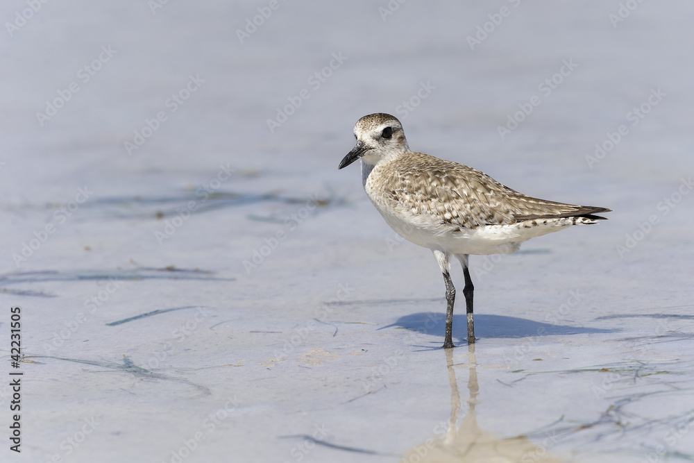 semipalmated sandpiper,calidris pusilla semipalmated sandpiper,calidris pusilla