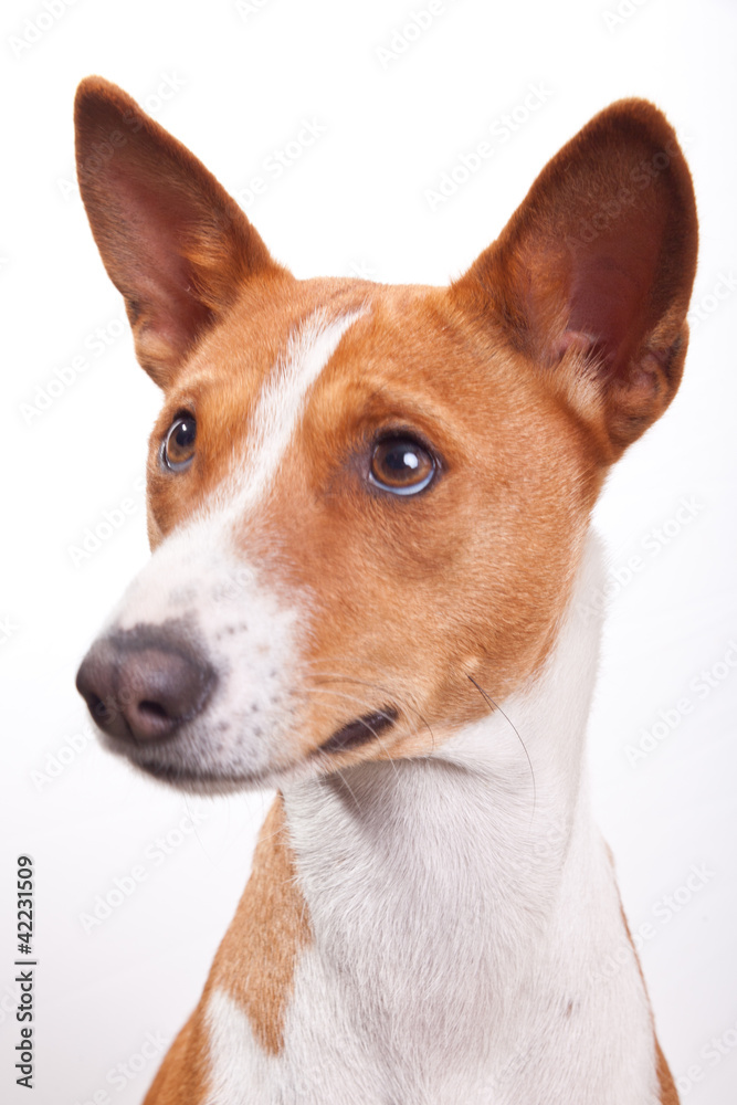 Basenji bettelt