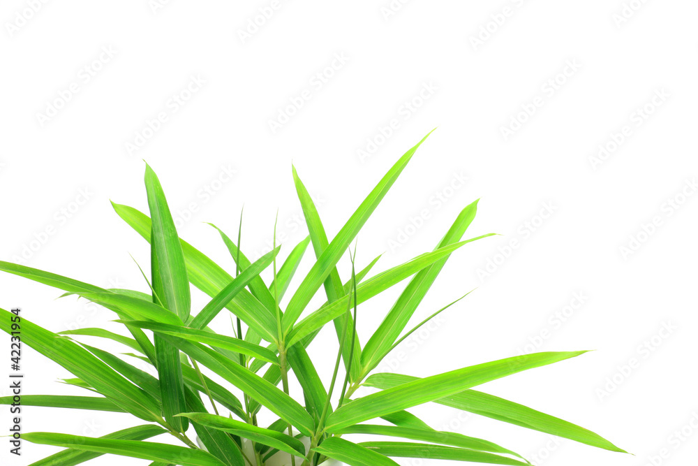 bamboo leaf 
