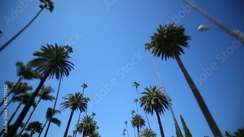 Driving through Palm Trees on Beverly Drive