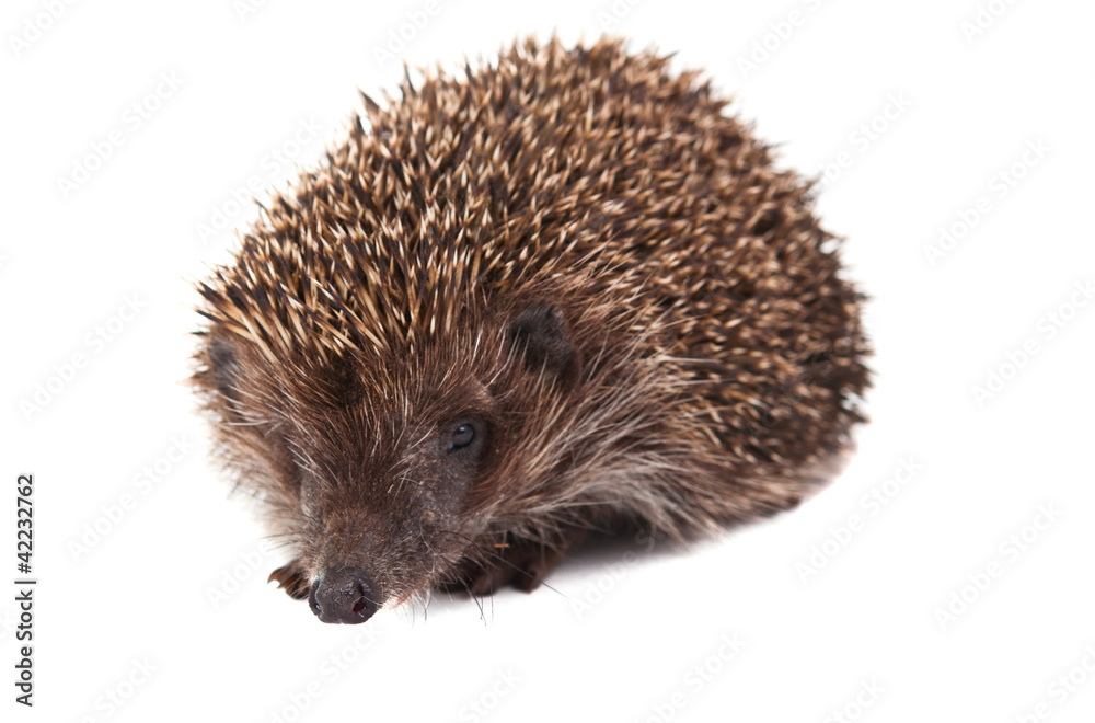 Hedgehog Hedgehog