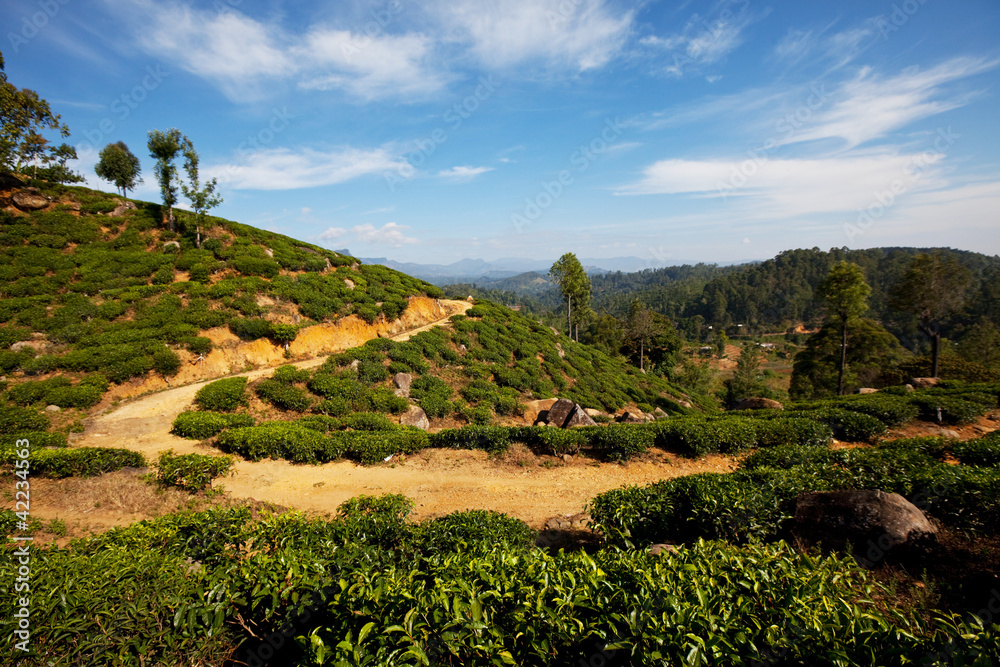 Tea plantation Tea plantation
