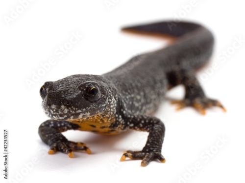 Front view of a Great Crested Newt on a white background photo