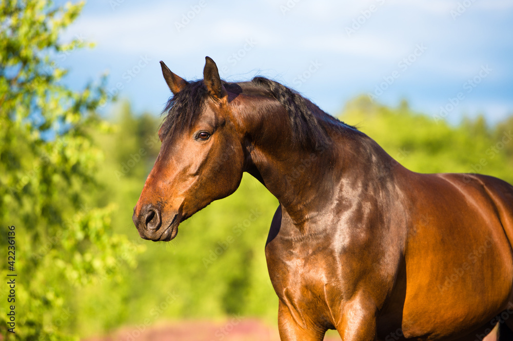 Fototapeta premium Bay horse portrait in summer
