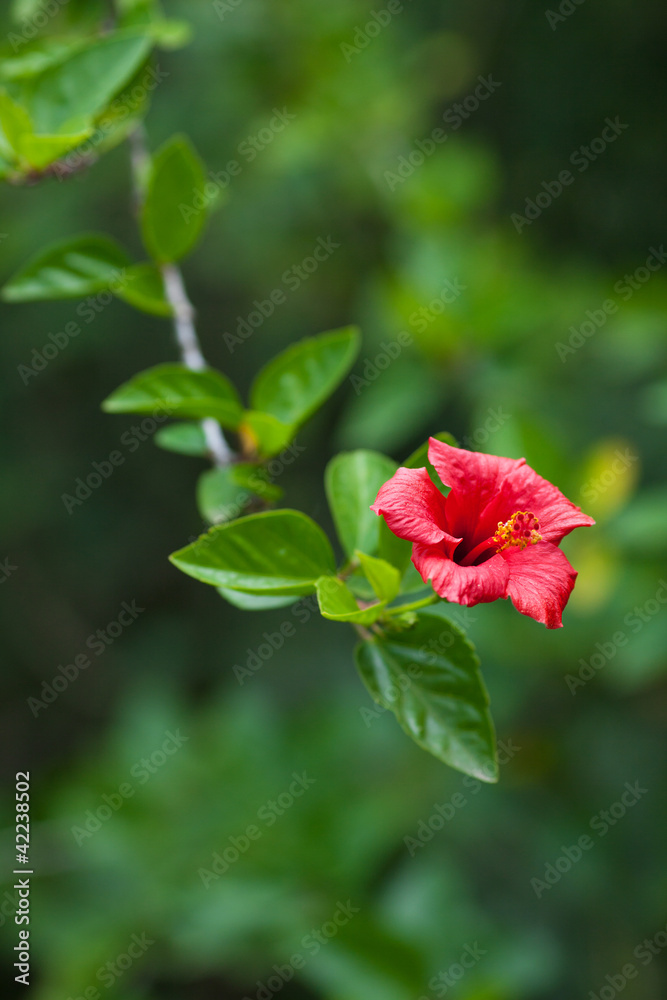 Chinese red rose on a green tree