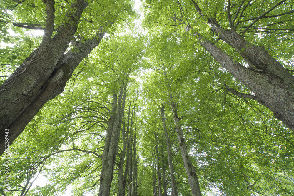 Obraz premium Deciduous trees.