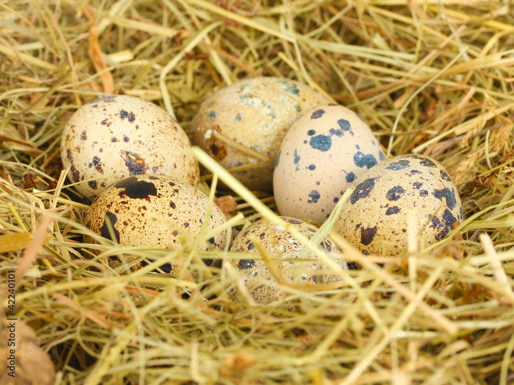 quail eggs in a nest of hay close-up quail eggs in a nest of hay close-up