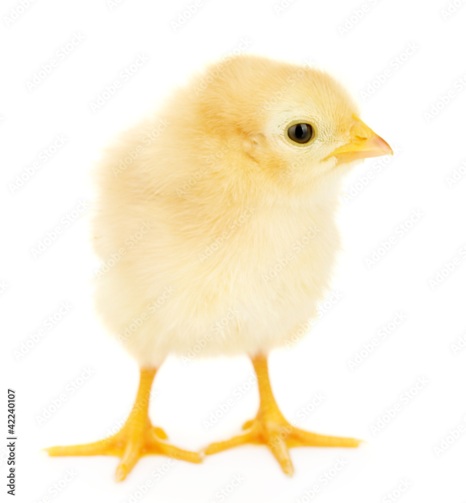 beautiful little chicken isolated on the white beautiful little chicken isolated on the white