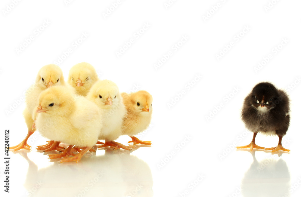 yellow and black little chickens isolated on the white yellow and black little chickens isolated on the white