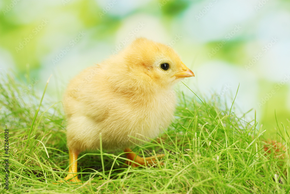 beautiful little chicken on green grass in garden