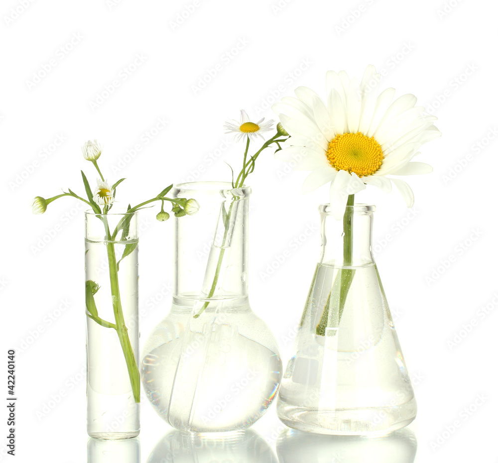 Test-tubes with a transparent solution and the plant isolated Test-tubes with a transparent solution and the plant isolated