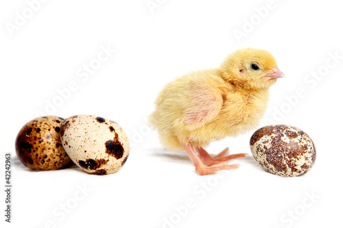 Quail chick and eggs