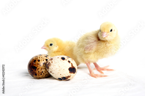 Quail chicks and eggs