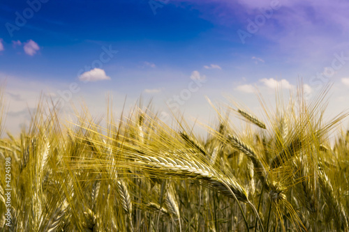 Golden wheat in the field.