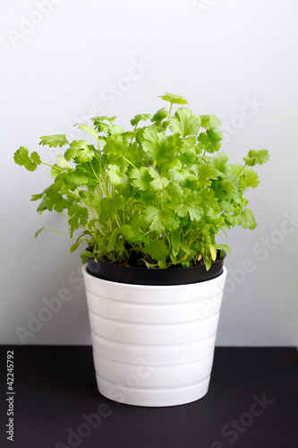 Coriander or cilantro herb in flower pot