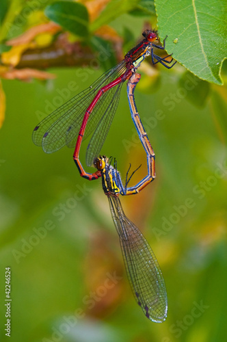 heart shaped damselflies