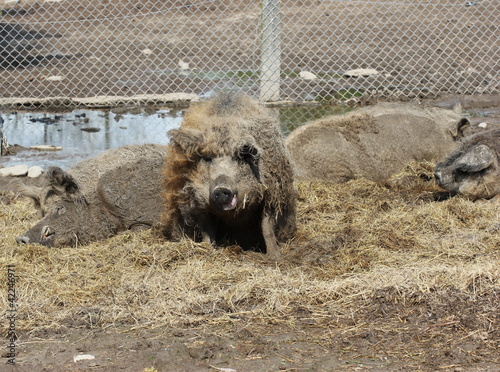 Ruhende Wollschweine © Schmutzler-Schaub