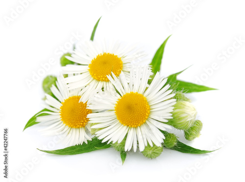 chamomile with leaves