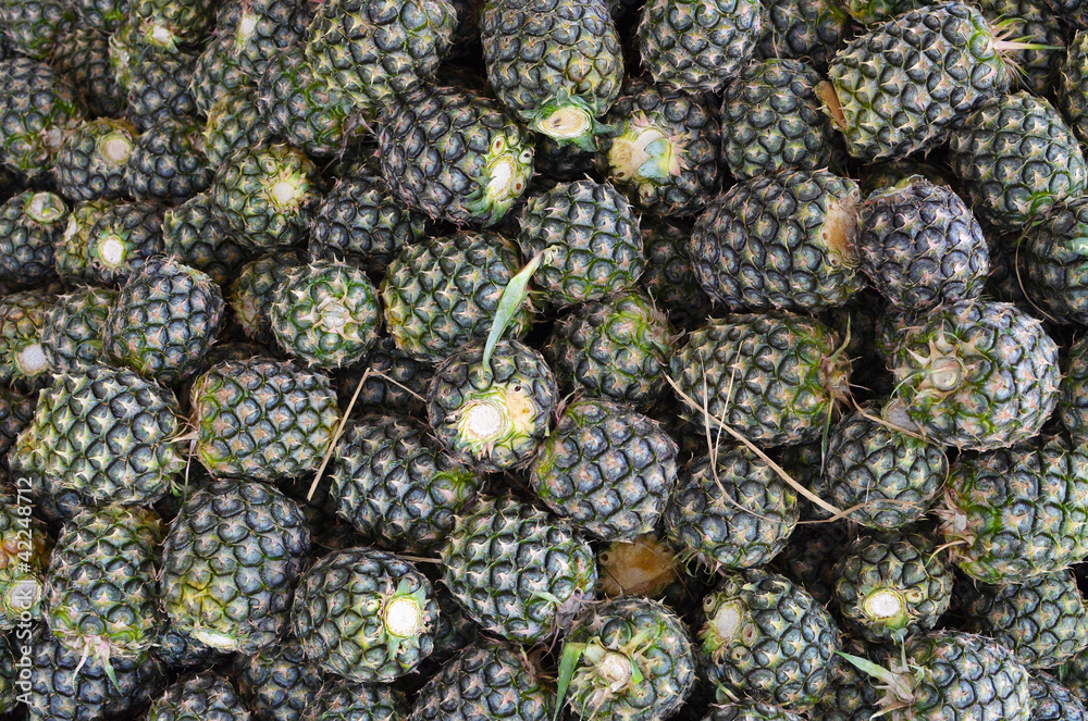Fresh Pineapples from farm - Tropical fruits Fresh Pineapples from farm - Tropical fruits