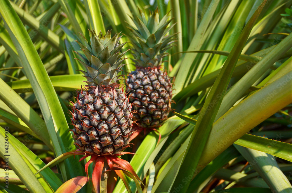Fresh Pineapple in farm , Tropical fruits Fresh Pineapple in farm , Tropical fruits